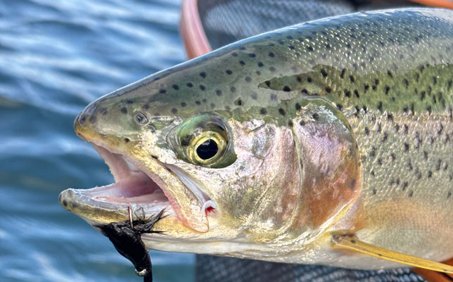 Fly Fishing Guide in Kelowna BC and Okanagan