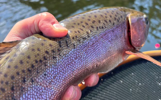 Fly Fishing Guide in Kelowna BC and Okanagan