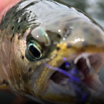 Fly Fishing Guide Education in Kelowna BC and Okanagan