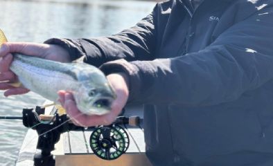 Large trout being safely landed in a rubber mesh net on a stillwater lake